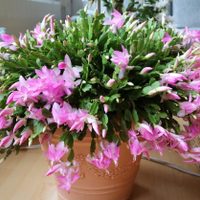 Cómo cuidar el cactus de Navidad para que dé las flores más hermosas