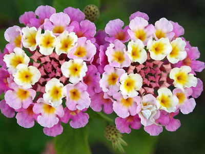 La planta de bellas flores que cambia de color en invierno: por qué sucede y qué te está indicando