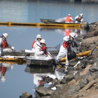 "Catástrofe ambiental": un gran derrame de petróleo golpea a la fauna y las playas de California