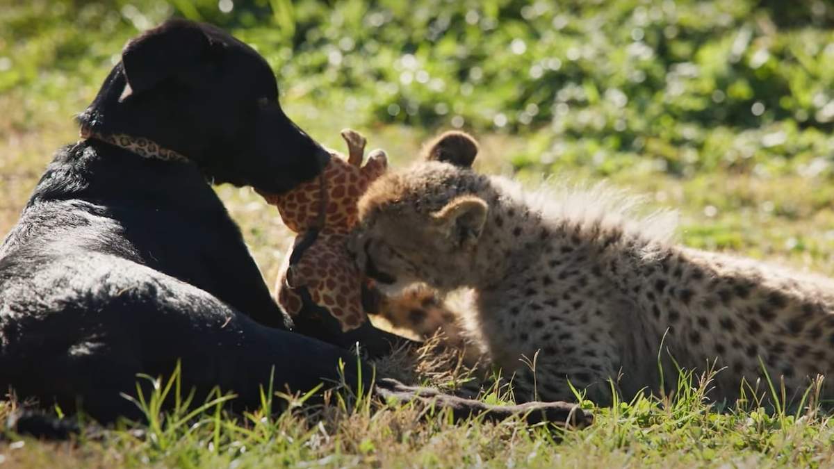 Rozi y Ziggy, la tierna amistad entre un cachorro mestizo y la cría de un guepardo