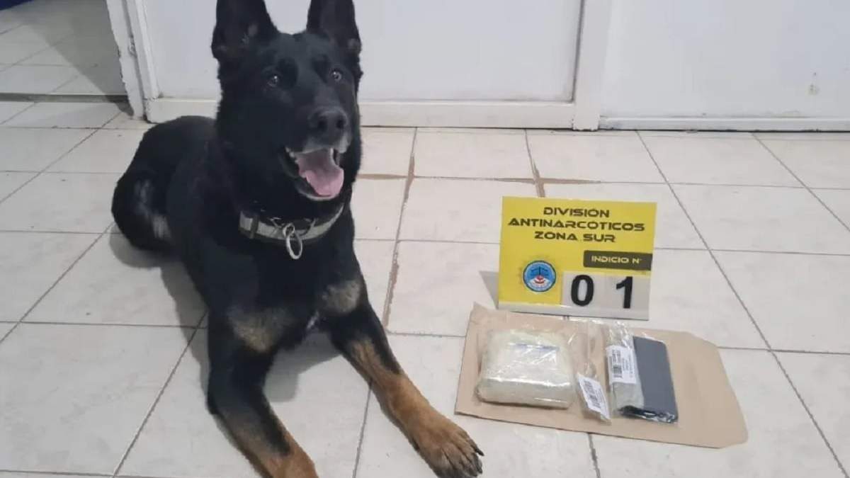 El perro adiestrado fue clave para la detección de la cocaína en poder del pasajero. Fuente: (Neuquén Informa)
