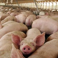 Alerta: surge una nueva cepa de gripe descubierta en China, con posibilidades de hacerse pandemia