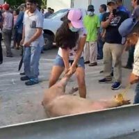 Vuelca camión con cerdos y pobladores rapiñan y matan a los animales en Veracruz