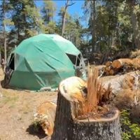 Denunciaron tala de árboles nativos en un área virgen del Parque Nacional Nahuel Huapi
