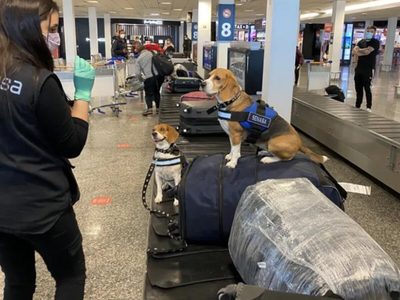 Las Brigadas Caninas iniciaron los trabajos en aeropuertos de Neuquén y Río Negro