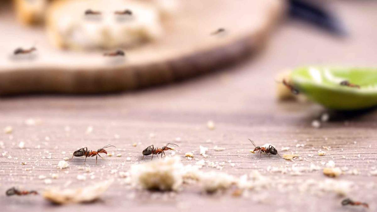 Insectos. Fuente: (Instagram)