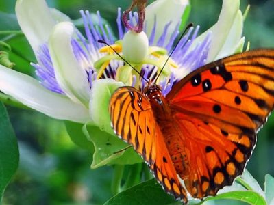 5 plantas que se cuidan solas, se llenan de flores y atraen cientos de mariposas a tu jardín