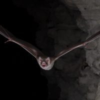 Descubrieron por qué los murciélagos vampiro son los únicos mamíferos que sobreviven solo con sangre