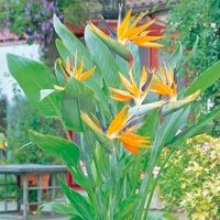La planta XL de moda cuya llamativa flor tarda hasta 6 años en salir: cómo cultivarla fácilmente en maceta