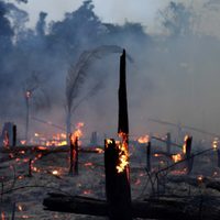 Por ley: las tierras incendiadas no podrán comercializarse
