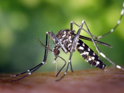 Cómo hacer una vela repelente de mosquitos con agradable olor y sin gastar fortuna
