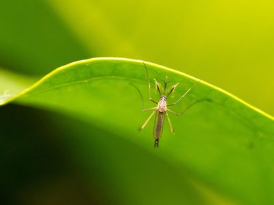La planta de intenso aroma que los mosquitos detestan y con la que podés hacer un poderoso repelente natural