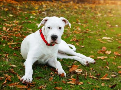 Curiosidades del dogo argentino, el imponente cazador que también puede ser un compañero fiel