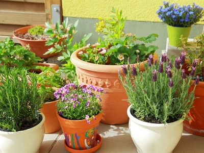 Si todavía usás macetas plásticas, te estás perdiendo esta joyita que es furor entre amantes de las plantas