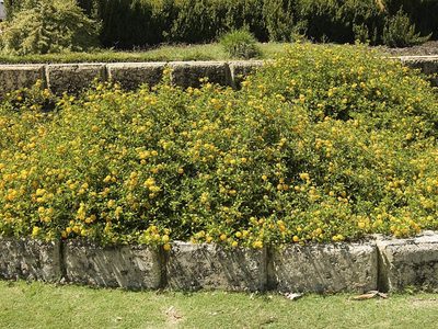 La planta que da flores todo el año y no puede faltar en tu jardín: cambia de color y crece rápido