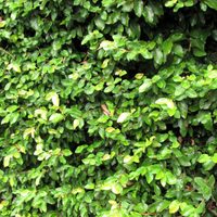 La planta que muchos quieren tener en su jardín pero que esconde un impensado secreto