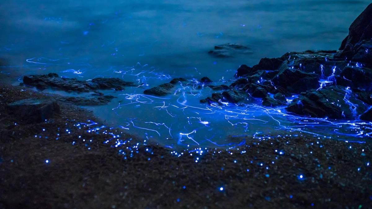 Algas bioluminiscentes. Fuente: (Twitter)
