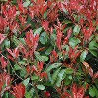 El arbusto perenne que tolera las heladas y, en primavera, sus hojas se ponen rojas