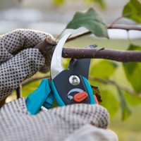 Época de poda: 3 trucos eficaces de los expertos jardineros para dejar tus cítricos listos para que exploten de flores y frutos