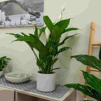 Las plantas pequeñas y que purifican el aire, perfectas para colocar en las repisas de tu casa