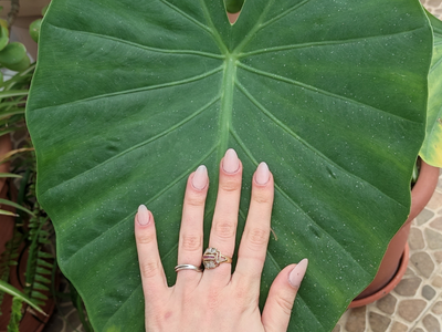 La planta que muchos eligen para decorar su casa pero puede ser peligrosa para tu salud: mirá por qué