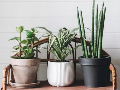 Aprendé cómo consentir a tus plantas desde el interior del hogar