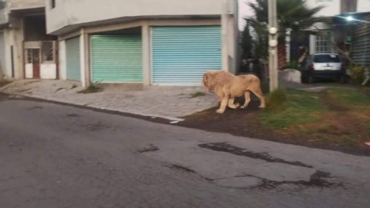 León deambulando