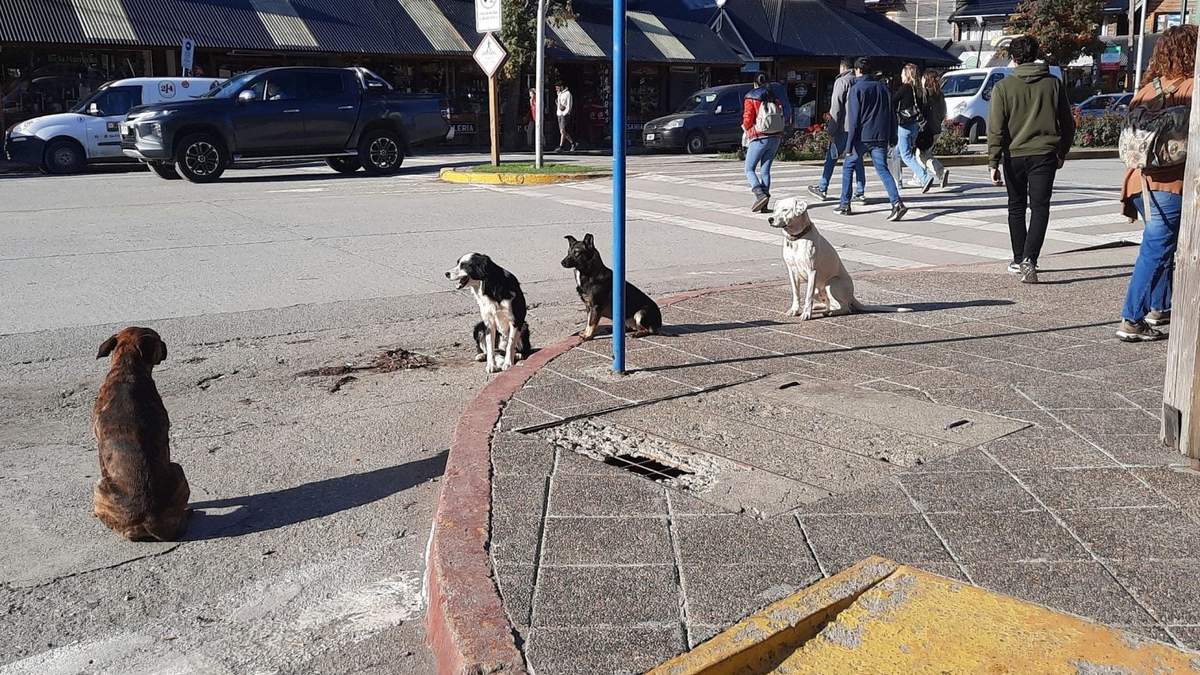 Perros sueltos en la Avenida Arrayanes de Villa La Angostura. Fuente: (Facebook)