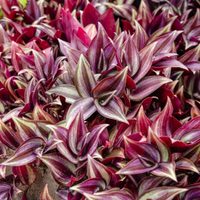 No gastes fortuna en el vivero: estas son las 4 plantas de moda que se multiplican solas y que todos quieren en su hogar