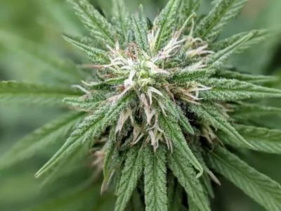 Cannalitoral: el evento regional de cannabis convocó a más de 12 mil personas en Santa Fe