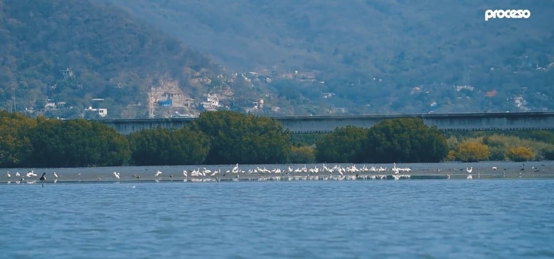 Ruta de aves migratorias Foto Captura de pantalla 