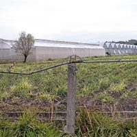 Tetecala, el primer "pueblo cannábico" de México