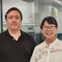 Avance en trasplantes: Científicos cultivan órgano humano en un cerdo