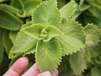 Así de fácil podés multiplicar tu planta de Orégano Orejón y tenerla en varias partes de tu patio o jardín