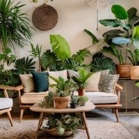Impactan, están de moda y son fáciles de cuidar: 5 plantas grandes para livings chicos que vas a querer tener ya
