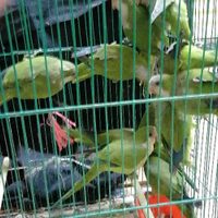 Rescatan en el mercado de Sonora 57 especies protegidas