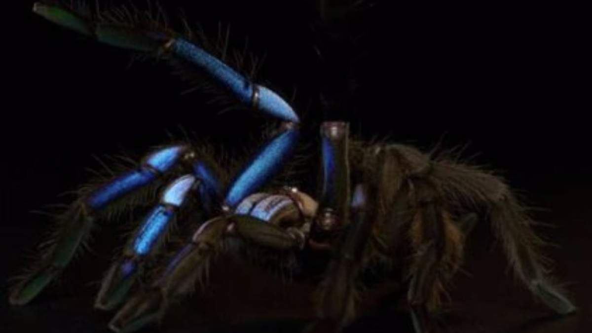 Nueva especie de tarántula con una distintiva coloración azul eléctrica