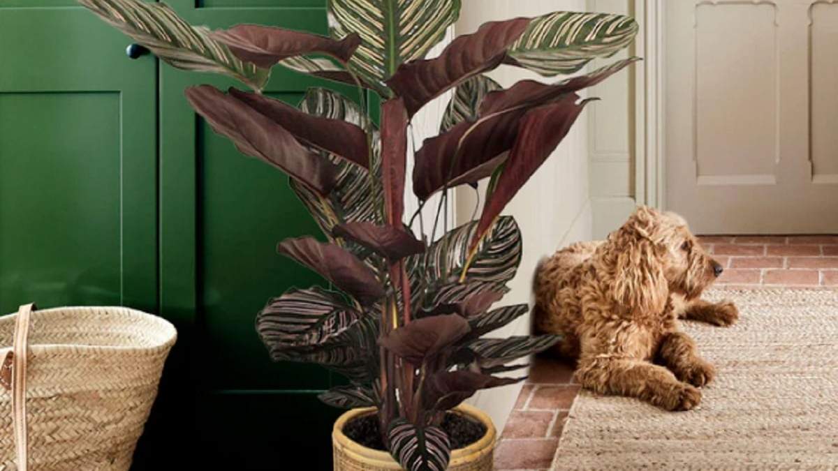 Plantas para decorar si tenés mascotas en casa. Fuente: (X)