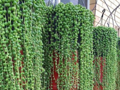 Más fácil de lo que creías: el truco para mantener tu planta del Rosario hermosa y radiante todo el año