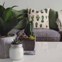Decile chau a la envidia y la mala fortuna: 7 plantas que van a proteger tu hogar