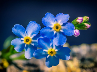 Nomeolvides: la planta que tiene la flor con el color más hermoso y que tiene un bello significado