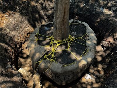 Vecinos de Cuernavaca alertan por banqueo y tala irregular de árboles (Videos)