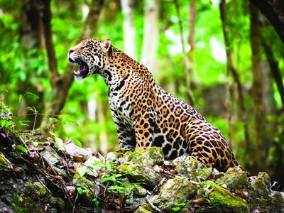 Macabra práctica: obligan a jaguares a nadar encadenados para que los visitantes se saquen fotos