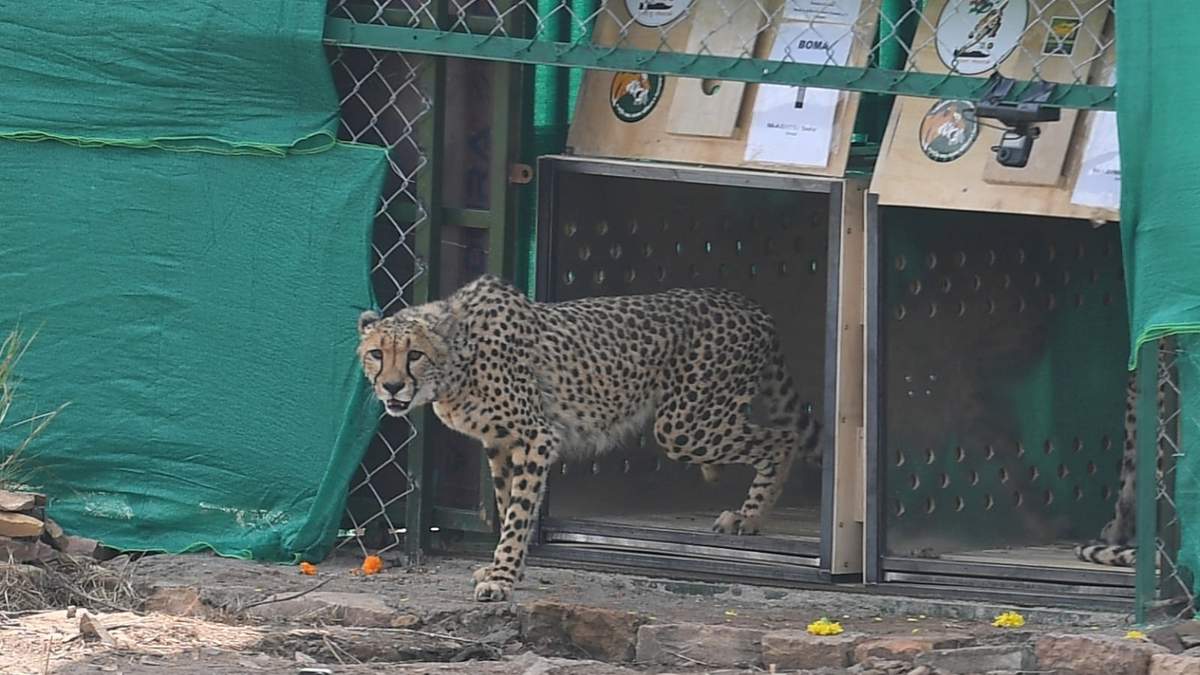 Uno de los chitas liberados en India