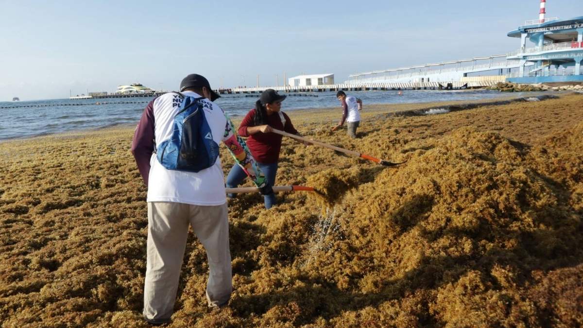 El sargazo en el Caribe mexicano impulsa proyectos para su transformación en energía.