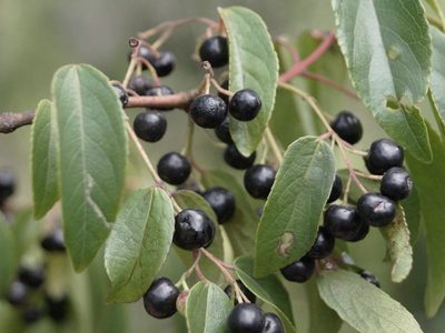 Maqui: un fruto sabroso, saludable y ancestral