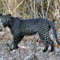 India: un joven de 23 años fotografió a un extraño felino