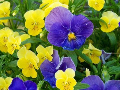 Todos la quieren: la planta que da hermosas flores en otoño y que es de muy fácil cuidado