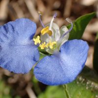 La planta que todas las abuelas tenían en casa por sus grandes poderes medicinales