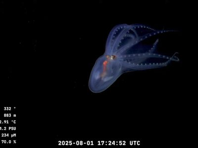 Streaming de Conicet: encontraron un espectacular "pulpo de cristal"